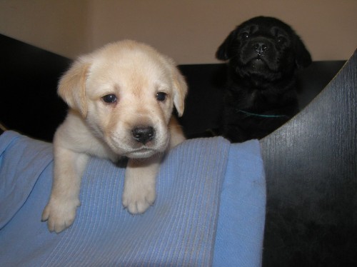 Labradorsk� retriever s PP