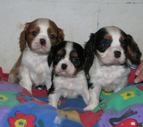 kaval�r king charles �pan�l