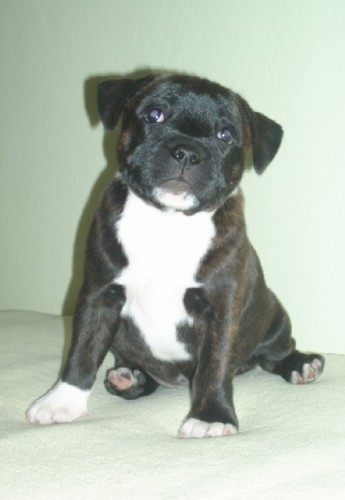 Staford��rsk� bulteri�r