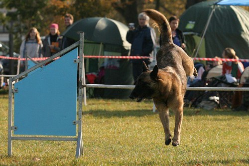 �koli�ka pro �t���tka a v�cvik agility