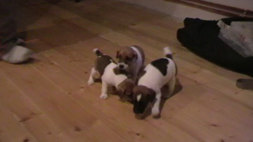 Prod�m �t���tka Jack russel teri�ra