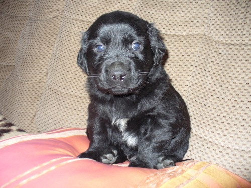 Prod�m �t��ata Labradorsk�ho retievra