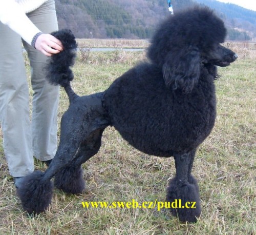 Pudl kr�lovsk� - velk�