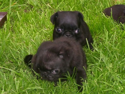 Mops - �t��ata bez pp