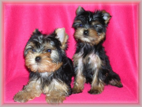 Prod�m �t���tka jork��rk�