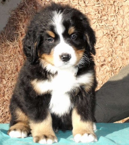 BERNSK� SALA�NICK� PES