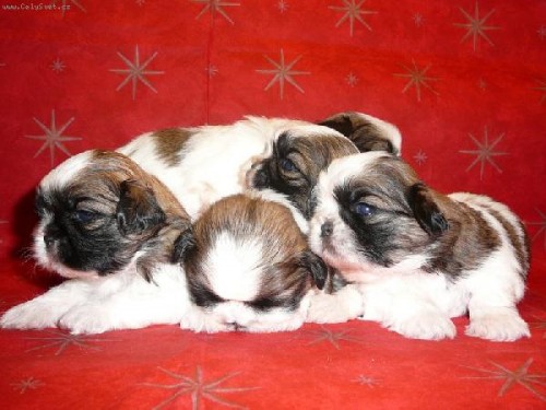 CHS Breed Love - nab�z� �����tka plemene Shih-tzu
