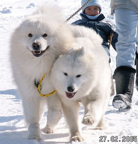 Samojed - �t���tka s PP