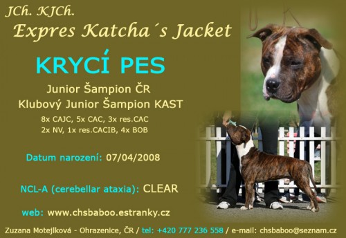 Americk� staford�irsk� teri�r