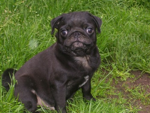 Mops - �t��ata bez pp