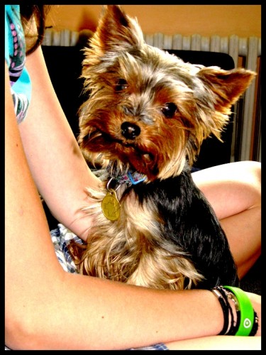 Jork��rsk� teri�r