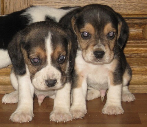 kr�sn� �t�n�tka bigl�k�