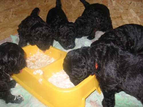 Pudl st�edn� st��brn� - �T���TKA