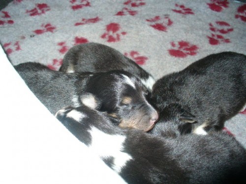 Prod�m �eltii - sheltii