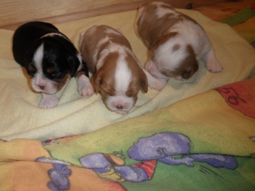 �t�nata kaval�r king charles spaniel