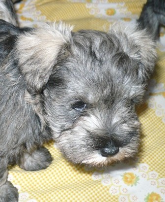 Knírač malý pepř a sůl Knírač malý pepř a sůl