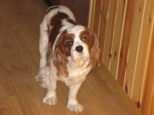 Kaval�r s PP ke kryt�