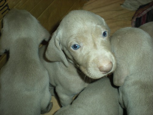 V�marsk� oha� - �t���tka bez PP