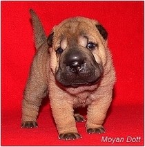 SHAR-PEI - štěňátka ze zahraničního krytí SHAR-PEI - štěňátka ze zahraničního krytí