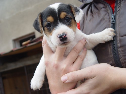 prod�m �t�n� jack russell terier