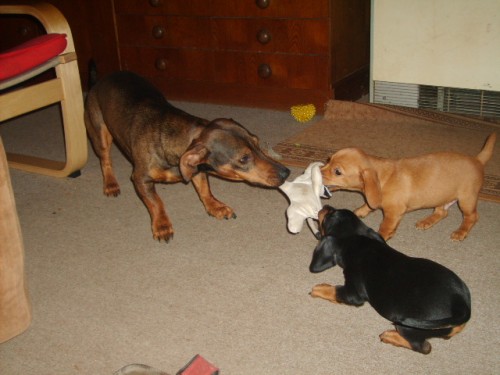 Prod�m hladkosrst� jezev��ky