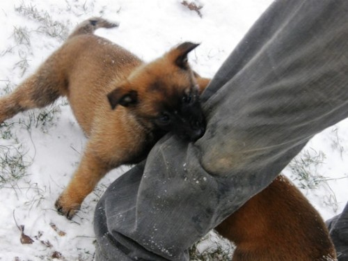 Belg. ov��k Malinois