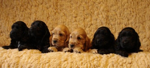 Anglick� kokr�pan�l