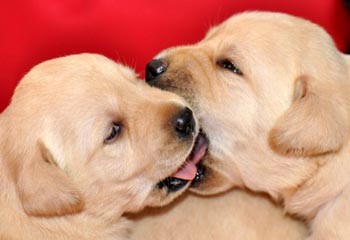 Labrador �t���tka s PP