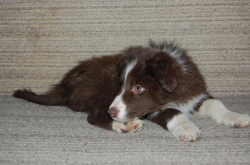 Border kolie - �t���tka s PP