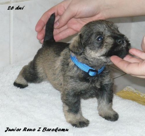 Knírač malý pepř a sůl  Knírač malý pepř a sůl