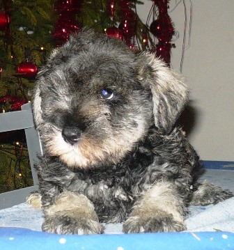 Knírač malý pepř a sůl bez PP Knírač malý pepř a sůl bez PP