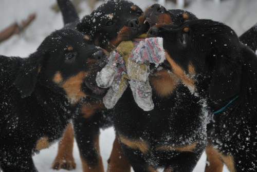 Prod�m kr�sn� �t��ata rotvajlera s PP