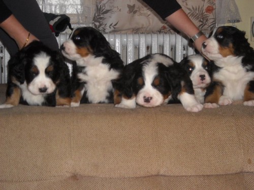 Bernsk� sala�nick� pes - �t��ata