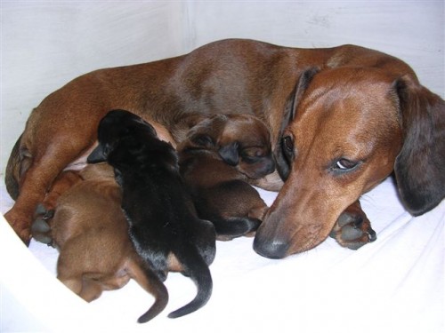 Jezev��k hladkosrst� standard