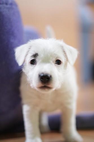 Jack Russell teri�r s PP fenka