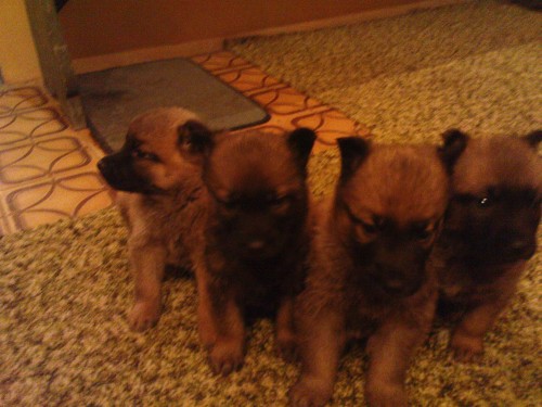 Belgick� ov��k - MALINOIS bez PP