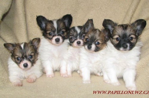 papillon,mot�lek , papilon