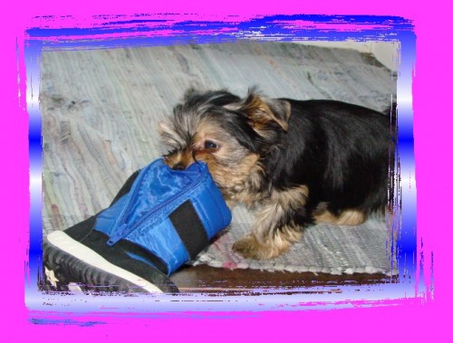 Kr�sn� �t���tka jork��rka - ODB�R IHNED