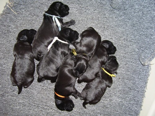 Knírač malý černý Knírač malý černý