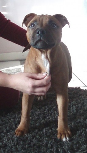 Staford��rsk� bulteri�r