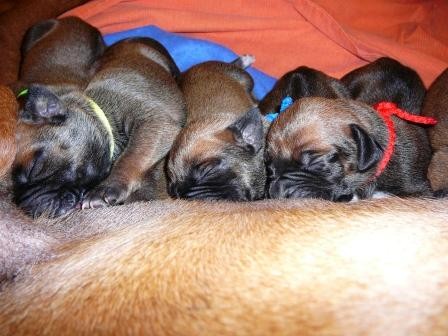 Kr�sne �teniatka rhod�zskeho ridgebacka