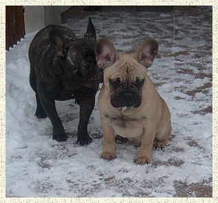 Francouzsk� buldo�ek s PP 