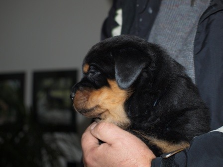 �t���tka rotvajler�