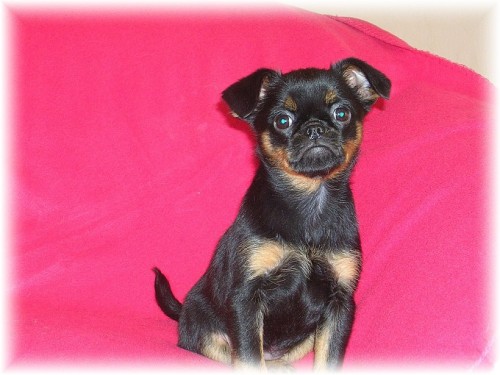 Grifonek - barbant�k