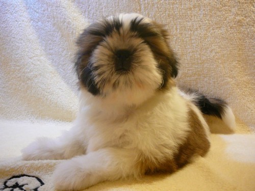 Shih-tzu �t��ata