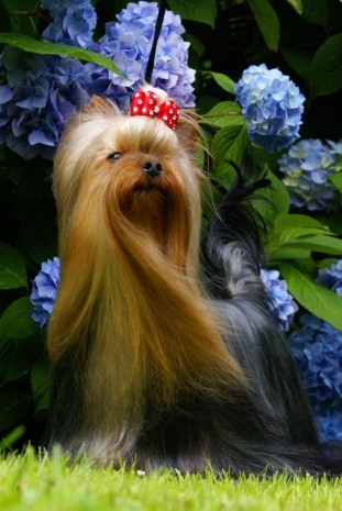 Jork��rsk� teri�r