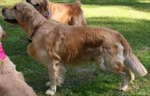 Nab�dka kryt� zlat�m retr�vrem Artu�em Zlat� tes�k