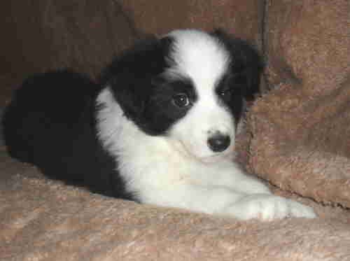 Border kolie - s PP �t��ata