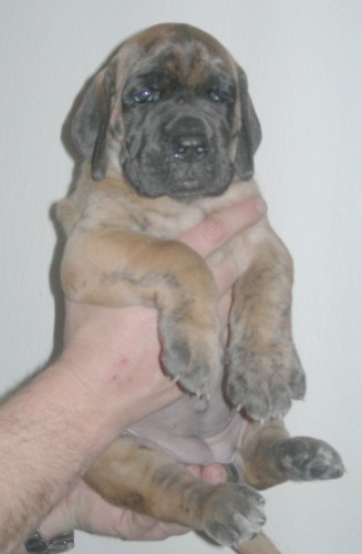 n�meck� doga s PP 