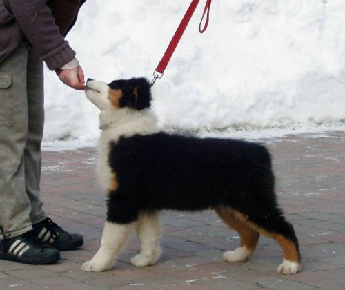 Australsk� ov��k